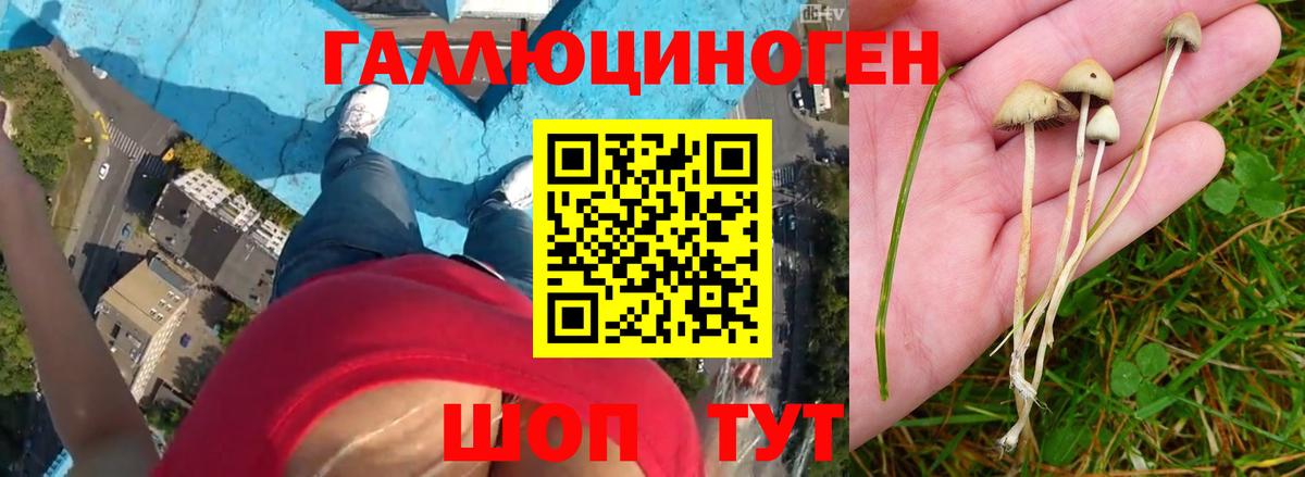 Галлюциногенные грибы Cubensis  Вход с VPN  Таганрог 