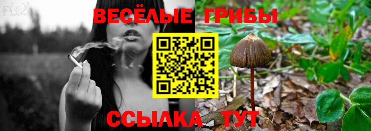 Галлюциногенные грибы Psilocybe Таганрог